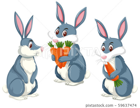A rabbit on white background 59637474
