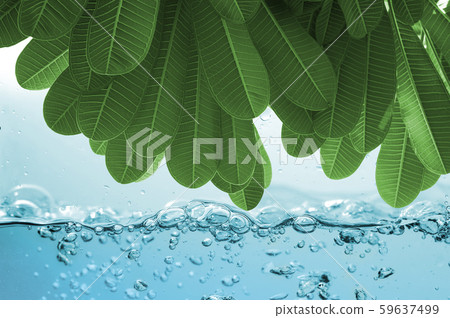 Green leaf tree over Water ripple on white 59637499