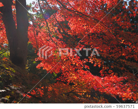 Autumn colored Maple 59637571