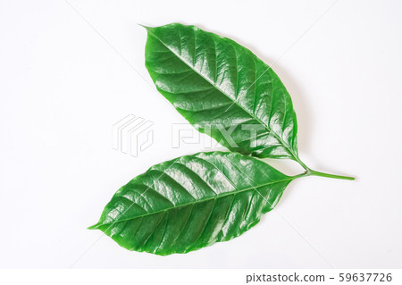 Green leave of coffee tree on white. Green leave of coffee tree on white. 59637726