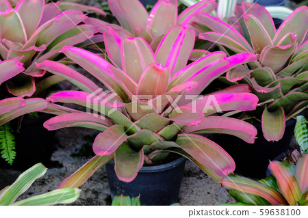 Neoregelia tropical plant in garden. 59638100