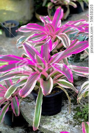 Neoregelia tropical plant in garden. 59638103