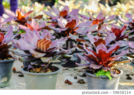 Neoregelia tropical plant in garden. Neoregelia tropical plant in garden. 59638114