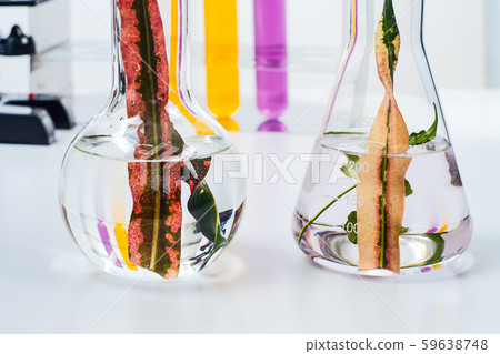 Test tubes , pharmacy and medical research Test tubes , pharmacy and medical research 59638748