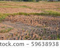 a view of the barren rice field 59638938