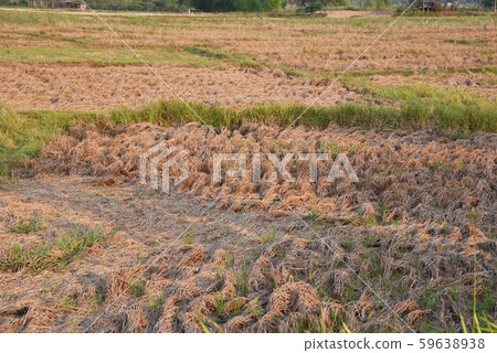 a view of the barren rice field 59638938