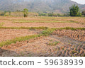 a view of the barren rice field 59638939