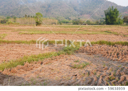 a view of the barren rice field 59638939