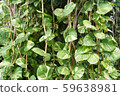 closed up the golden pothos on a tree 59638981