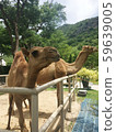 the camels in a cage at zoo , Thailand 59639005