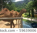 the camels in a cage at zoo , Thailand 59639006