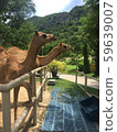 the camels in a cage at zoo , Thailand 59639007