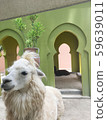 Closed up the white fluffy alpaca in the farm 59639011