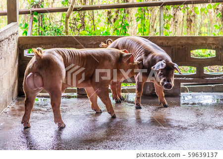 Breeder red pigs on a farm 59639137