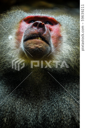 An image of a baboon at the Singapore Zoo 59639211