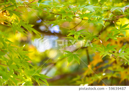 Autumn leaves Autumn leaves 59639487
