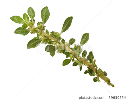 Closeup Pilea microphylla, artillery plant, gunpowder plant, isloated on white background. Closeup Pilea microphylla, artillery plant, gunpowder plant, isloated on white background. 59639554