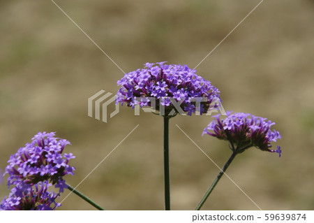 Verbena 59639874