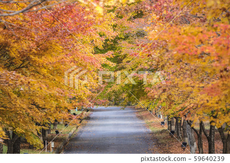 Autumn leaves tunnel Autumn leaves tunnel 59640239