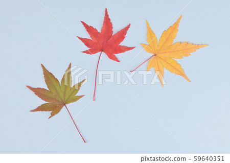 槭樹色的葉子 59640351
