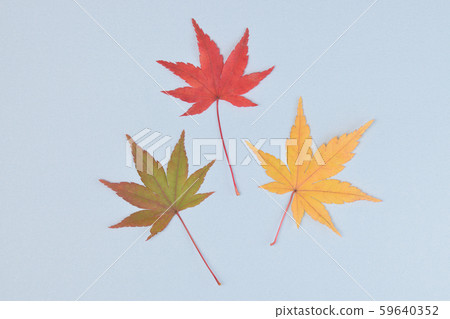 槭樹色的葉子 59640352
