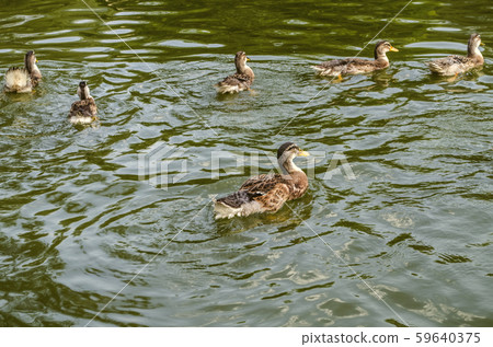 Group of gray ducks swim in dark green water covered with ripples in an artificial pond Group of gray ducks swim in dark green water covered with ripples in an artificial pond 59640375