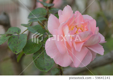 Rose flower (Sangerhauser, Ubilleum sulose) Rose flower (Sangerhauser, Ubilleum sulose) 59641141