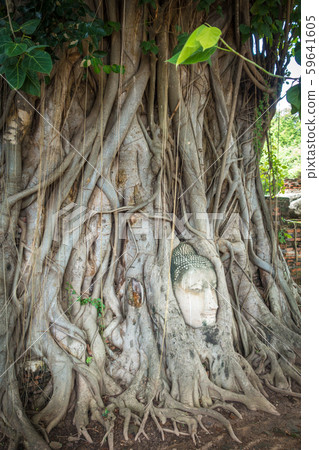 Buddha Head in Tree Roots, Wat Mahathat, Buddha Head in Tree Roots, Wat Mahathat, 59641605