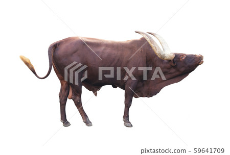 ankole watusi isolated on white background 59641709