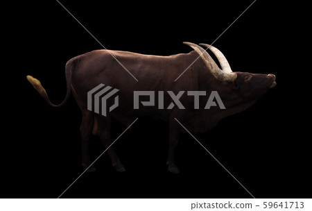 male ankole watusi in dark background 59641713