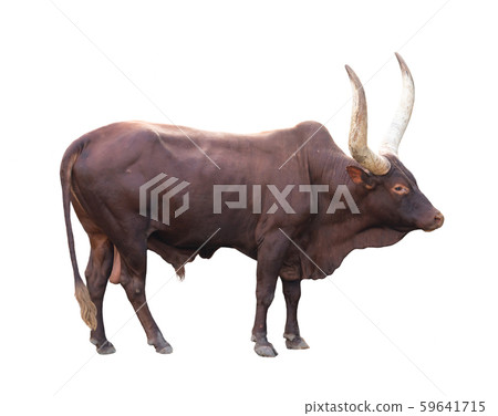 ankole watusi isolated on white background 59641715