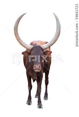 ankole watusi isolated on white background ankole watusi isolated on white background 59641723