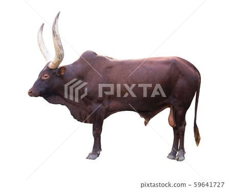 ankole watusi isolated on white background 59641727