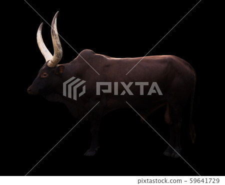 male ankole watusi in dark background male ankole watusi in dark background 59641729