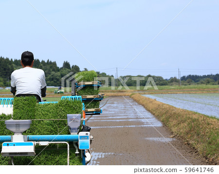 種植與米移植器的男性圖像米 種植與米移植器的男性圖像米 59641746