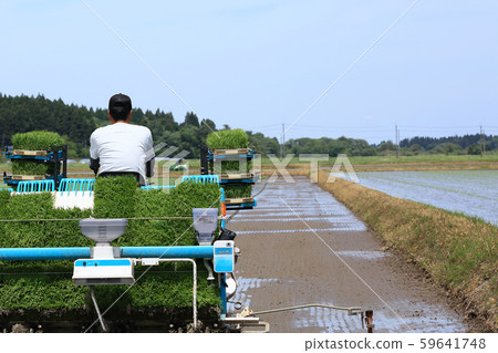 Male image rice planting with rice transplanter Male image rice planting with rice transplanter 59641748