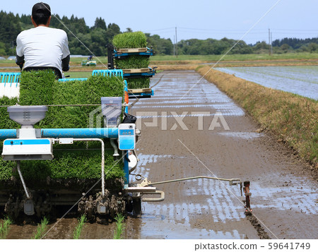 Male image rice planting with rice transplanter 59641749
