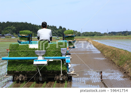 Male image rice planting with rice transplanter Male image rice planting with rice transplanter 59641754