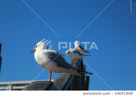 梅鳥 梅鳥 59641899