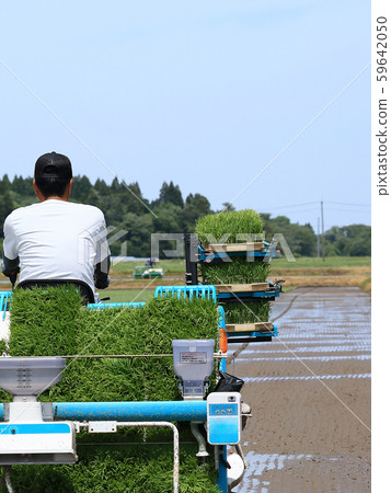 Male image rice planting with rice transplanter Male image rice planting with rice transplanter 59642050