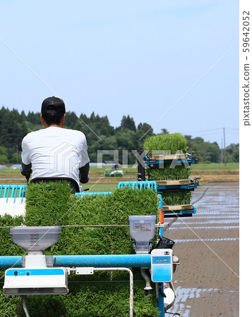 Male image rice planting with rice transplanter Male image rice planting with rice transplanter 59642052