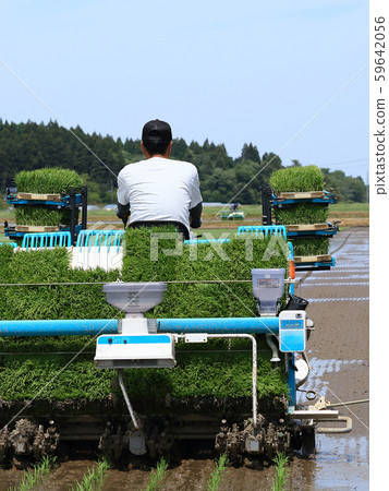種植與米移植器的男性圖像米 種植與米移植器的男性圖像米 59642056