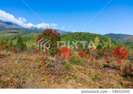 上色開始：大楓木：松本一瀨園安住 59642695