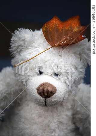 wool bear autumn leaf dark background  59643192
