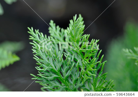 fern , fern plant 59643664