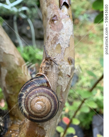 snails  59643680