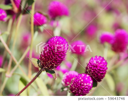 千日紅 千日紅 59643746