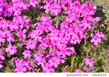 A photograph of a close-up photo of the flowers and leaves of a dense lawn that covers the ground. A photograph of a close-up photo of the flowers and leaves of a dense lawn that covers the ground. 59644258
