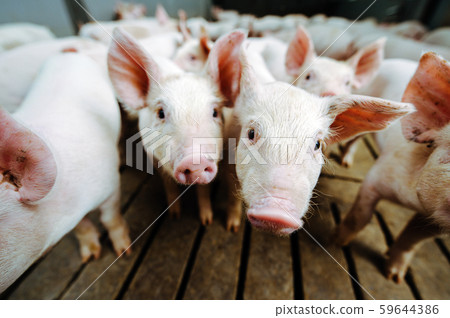 pig farm industry farming hog barn pork pig farm industry farming hog barn pork 59644386