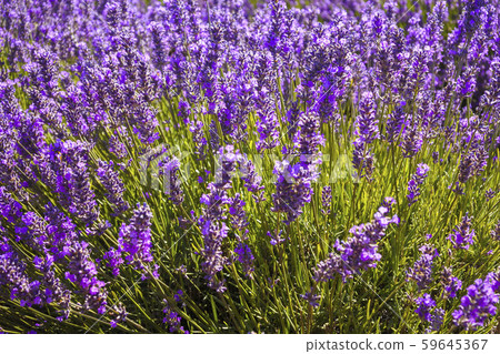 Stock Photo: Bridestowe Lavender Estate Stock Photo: Bridestowe Lavender Estate 59645367